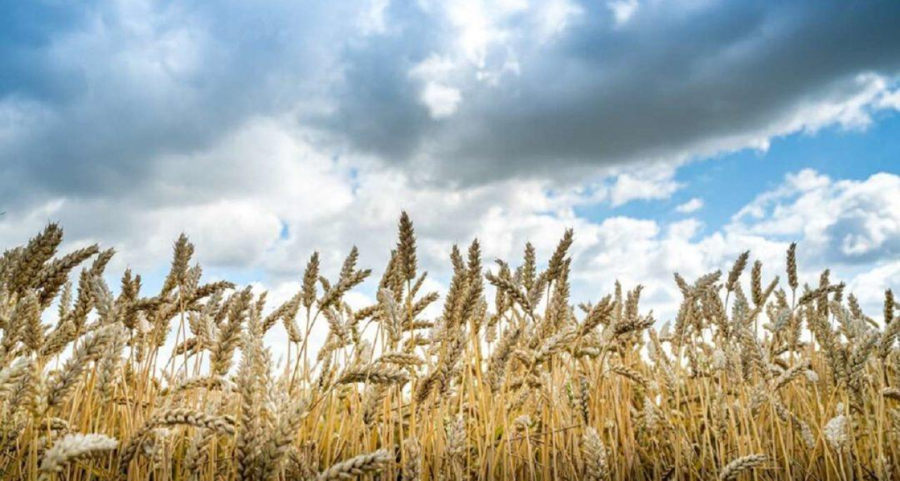 840 тысяч тонн зерна: в Воронежской области массово отозвали поддельные декларации