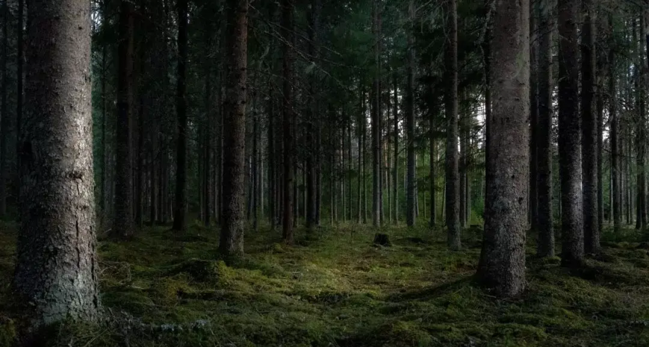 1400 га воронежских земель превратят в леса: сосны, дубы и березы высадят весной 2026 года