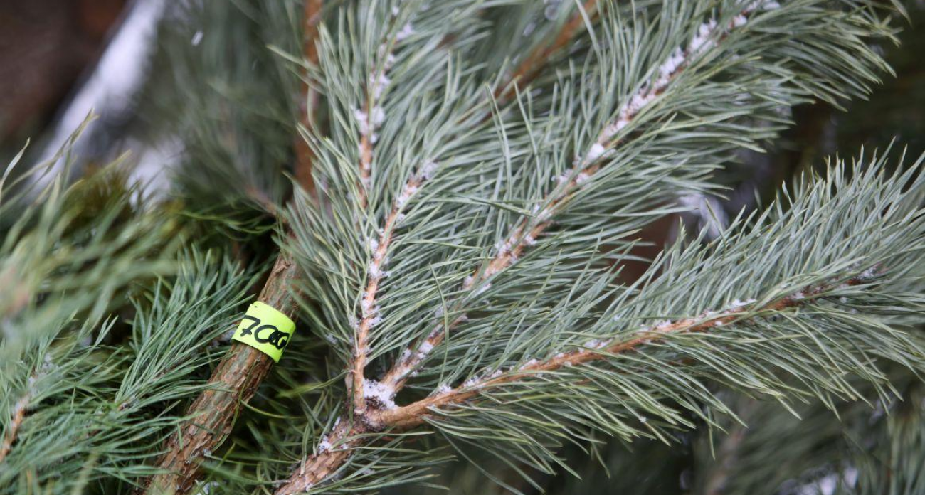 1000 рейдов против дровосеков: Воронеж усилил охрану лесов перед Новым годом