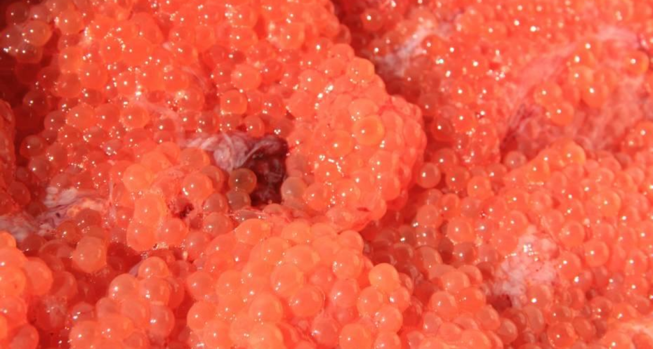 Роскачество выявило кишечную палочку в икре пяти популярных брендов