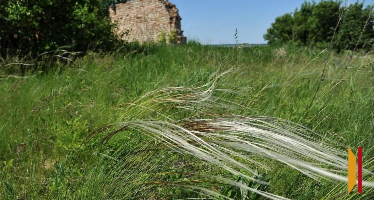 В Воронежской области создадут заказник на 523 га с редкими растениями из Красной книги