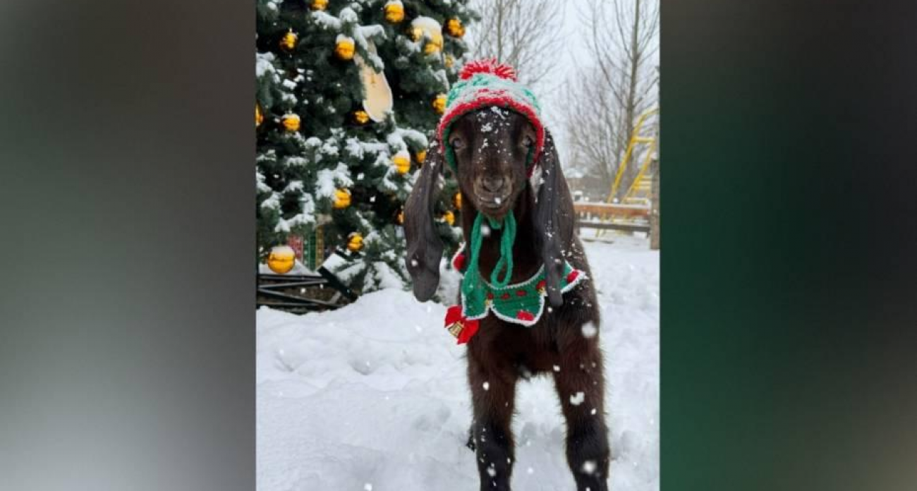 В парк альпак Воронежа приехал редкий индийский козлик Федя