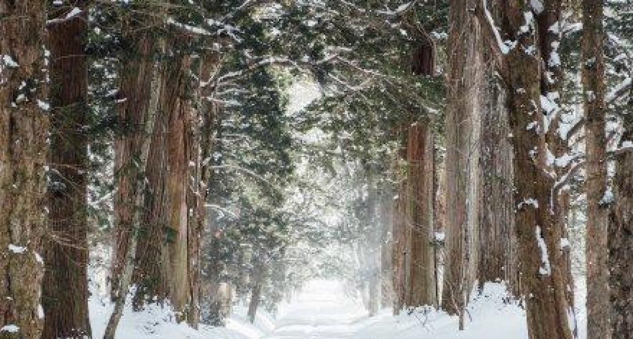 Воронежцев встретят снегопад и мороз до -10 в новогоднюю ночь
