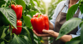 Перец в июле: 3 подкормки для толстых стенок, плоды крупные, мясистые, сочные - и в руке не помещается