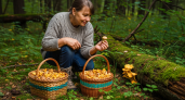 Деликатесный гриб, которым пренебрегают грибники: вкусный до безумия - собираю всегда, пока другие воротят нос