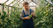 Термическая обработка при +48°C: древний метод, который продлевает жизнь зеленых томатов до 8 месяцев