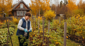 Простой сентябрьский ритуал, который увеличивает урожай малины на 60% — садоводы делятся секретом