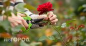 Агроном раскрыл октябрьский секрет: одна хитрость с бутылкой превратит веточку розы в роскошный куст к весне