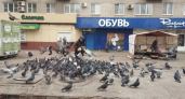 Жители дома на Лизюкова превратили детскую площадку в помойку для голубей с костями и отходами