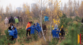 200 волонтеров возрождают лес: 23,5 тысячи сосен высадили на пепелище 2010 года