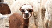 250 альпак из Чили прошли карантин в Воронеже: спецрейс доставил 223 «девушки»