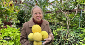 Лимон весом 752 грамма: агроном с 30-летним стажем вырастила гиганта в Воронеже