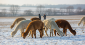 Под Воронежем продают 30 альпак за 21 млн: все здоровы и с документами
