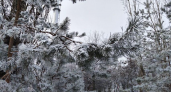 23 декабря в Воронежской области: снег, гололедица и мороз до -12°C