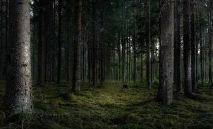 1400 га воронежских земель превратят в леса: сосны, дубы и березы высадят весной 2026 года